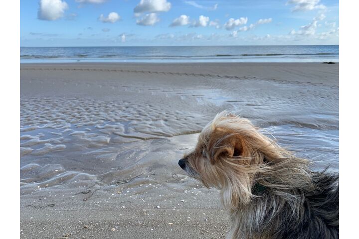 Auf dem Bild ist ein Hund mit langen Haaren zu sehen, der am Strand steht und zum Meer schaut.