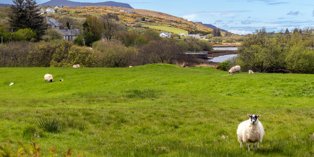 Grüne Wiese mit Schafen. Dahinter braunes Hochmoor auf dem Hügel. 