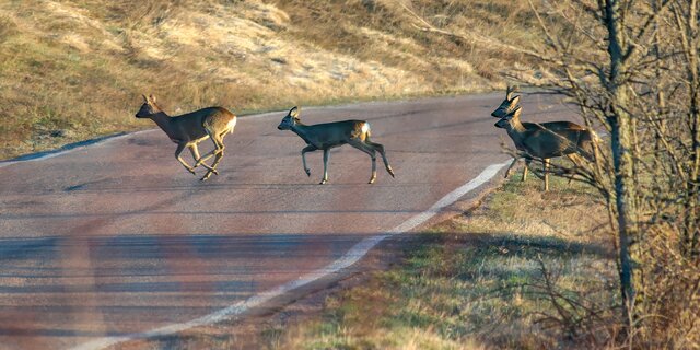 Wild Reh Strasse shutterstock_2406864147.jpg Shutterstock