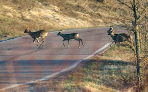 Wild Reh Strasse shutterstock_2406864147.jpg Shutterstock