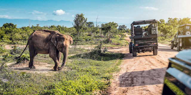 Safari in Sri Lanka. Es sind zwei Jeeps und ein Elefant zu sehen, es ist sonnig.