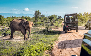 Safari in Sri Lanka. Es sind zwei Jeeps und ein Elefant zu sehen, es ist sonnig.